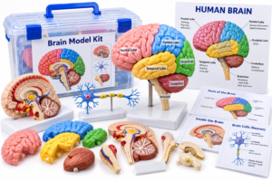 Brain Model Kit